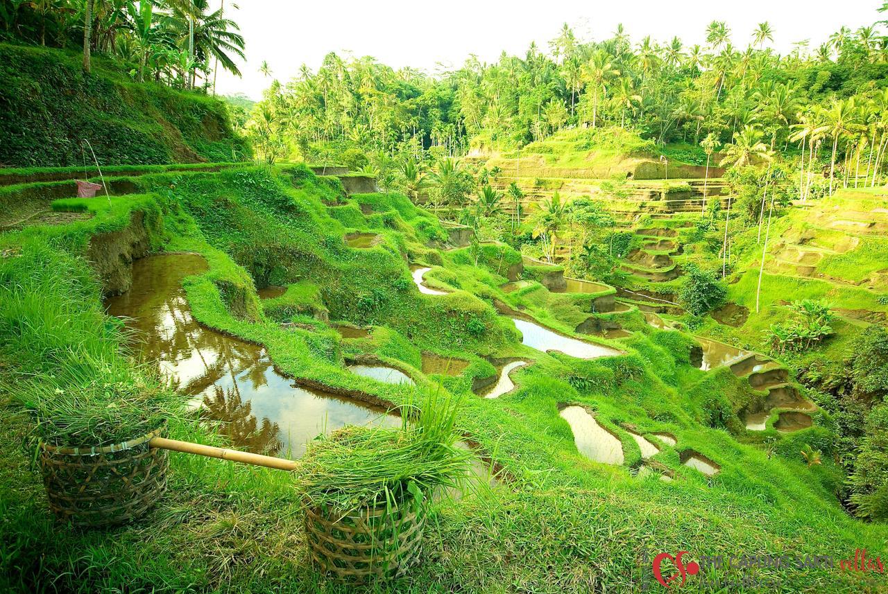 Capung Sakti Villas أوبود المظهر الخارجي الصورة
