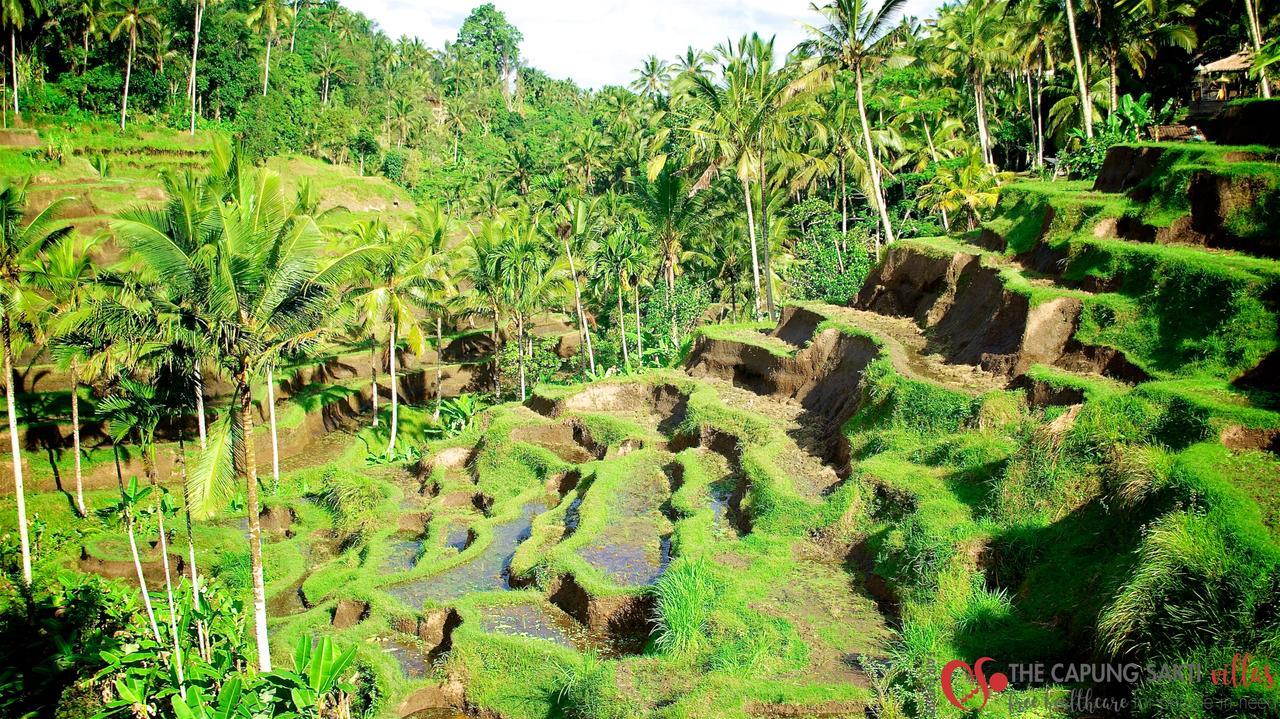Capung Sakti Villas أوبود المظهر الخارجي الصورة